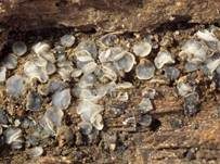 Holz-Weichbecherchen, Foto 6