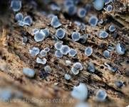 Holz-Weichbecherchen, Foto 9