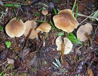 Honiggelber Erlenschitzling, Foto 2