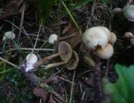 Honiggelber Erlenschitzling, Foto 14