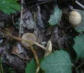 Honiggelber Erlenschitzling, Foto 17