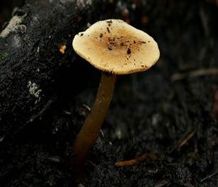 Honiggelber Erlenschitzling, Foto 4
