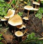 Honiggelber Erlenschitzling, Foto 22