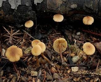 Honiggelber Erlenschitzling, Foto 5