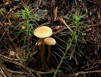 Honiggelber Erlenschitzling, Foto 6