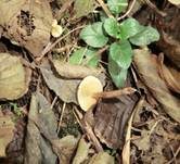 Honiggelber Erlenschitzling, Foto 7