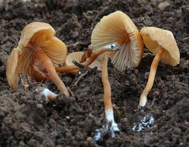 Honiggelber Tellerling, Foto 2