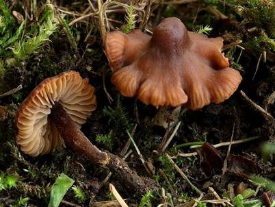 Honiggelber Tellerling, Foto 4