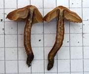 Honiggelber Tellerling, Foto 7