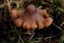 Honiggelber Tellerling, Foto 8
