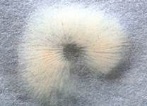 Honiggelber Tellerling, Foto 9
