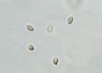 Honiggelber Tellerling, Foto 10