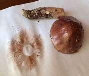 Honigschleimfuß, Foto 12