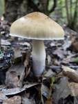 Honigschleimfuß, Foto 7