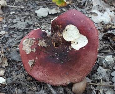 Honigtäubling, Foto 4