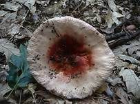 Honigtäubling, Foto 8