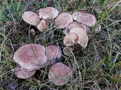 Horngrauer Rötelritterling, Foto 2