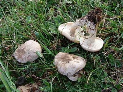 Horngrauer Rötelritterling, Foto 3
