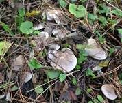 Horngrauer Rötelritterling, Foto 14