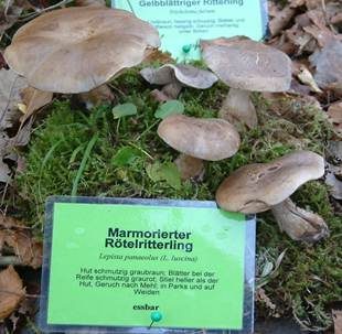 Horngrauer Rötelritterling, Foto 4