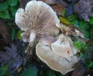 Horngrauer Rötelritterling, Foto 6