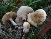 Horngrauer Rötelritterling, Foto 7