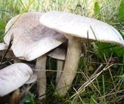 Horngrauer Rötelritterling, Foto 8