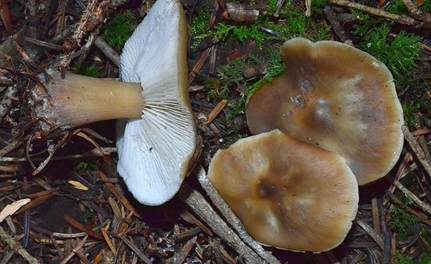 Horngrauer Rübling, Foto 2
