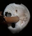 Horngrauer Rübling, Foto 19