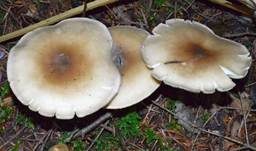 Horngrauer Rübling, Foto 20