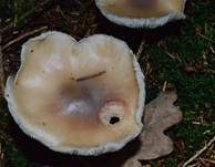 Horngrauer Rübling, Foto 22