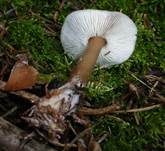 Horngrauer Rübling, Foto 27