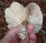 Horngrauer Rübling, Foto 29