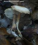 Horngrauer Rübling, Foto 30