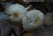 Horngrauer Rübling, Foto 31