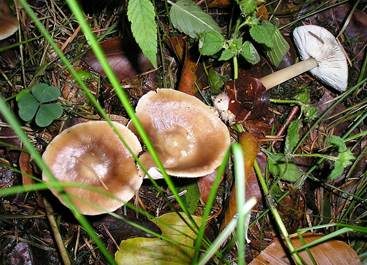 Horngrauer Rübling, Foto 5
