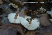 Horngrauer Rübling, Foto 32