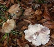 Horngrauer Rübling, Foto 33