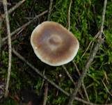 Horngrauer Rübling, Foto 35