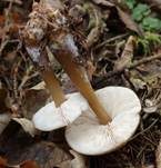 Horngrauer Rübling, Foto 36