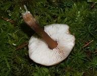 Horngrauer Rübling, Foto 10