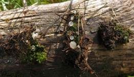 Bewimperter Breitstielbecherling, Foto 4