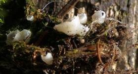 Bewimperter Breitstielbecherling, Foto 5