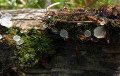 Bewimperter Breitstielbecherling, Foto 6