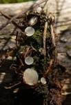Bewimperter Breitstielbecherling, Foto 7
