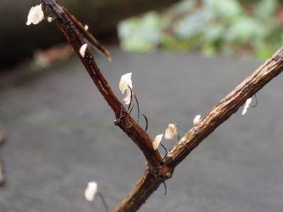 Hornstieliger Astschwindling, Foto 4