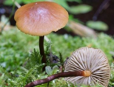 Hornstieliger Scheinschwefelkopf, Foto 4