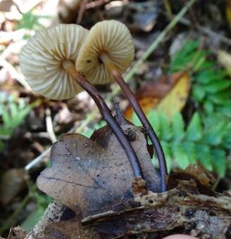 Hornstieliger Schwindling, Foto 2
