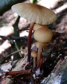 Hornstieliger Schwindling, Foto 3