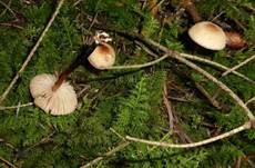 Hornstieliger Schwindling, Foto 12